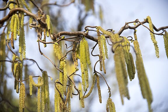 Pollen plagen im Frühjahr viele Allergiker.